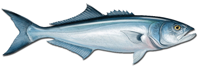 Bluefish